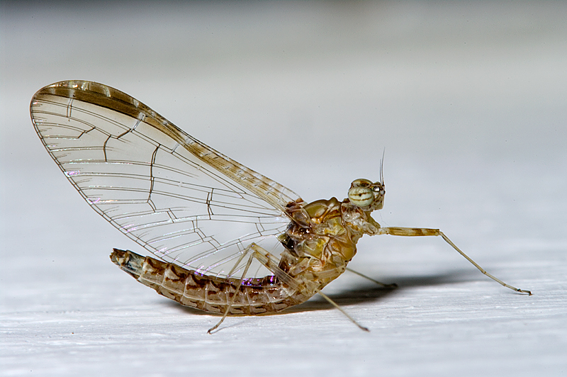 Cloeon cognatum
